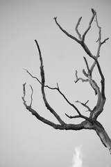 Black and white tree branches aganinst gloomy sky