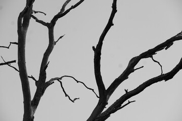 Black and white tree branches aganinst gloomy sky
