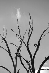 Black and white tree branches aganinst gloomy sky