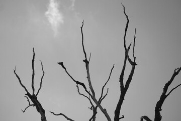 Black and white tree branches aganinst gloomy sky