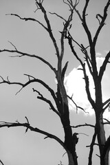 Black and white tree branches aganinst gloomy sky