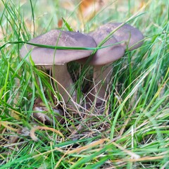 mushroom in the grass
