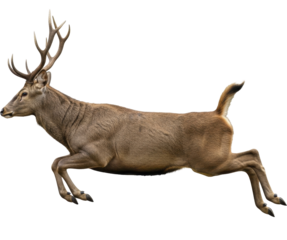 Brown Male Deer Leaping Antlers Transparent PNG Image File