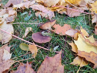 autumn leaves on the ground