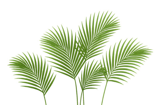 Fresh green palm leaves creating tropical border or decorative element on transparent background