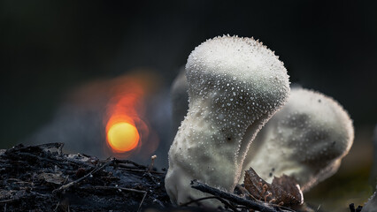 Macro photo of a white mushroom covered with dew, glowing in morning light with orange bokeh in background. Natural forest close-up.
