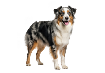 Beautiful blue merle australian shepherd dog breed portrait full body cutout stock photo image isolated on transparent background