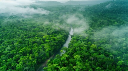 Obraz premium International Day for Biosphere Reserves. aerial view of tropical rainforest biosphere reserve, dense canopy with emergent trees, winding river cutting through pristine jungle, biodiversity hotspot