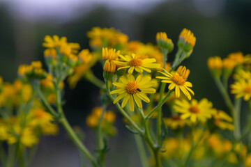 Wild plant Jacobaea vulgaris in the forest meadow. Known as ragwort, stinking Willie or tansy ragwort. Yellow delicate flower on a green background