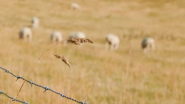 Wild Grass and Sheep Behind Barbed Wire in Summer Meadow