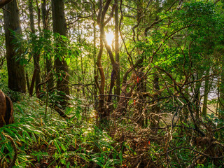 朝日が差し込む六甲の森
