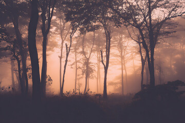 Ethereal forest scene with trees shrouded in mystery and fog, captivating nature imagery evoking tranquility and the beauty of the great outdoors