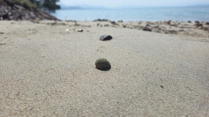 Low angle close-up of a single sea snail shell on a sandy beach with blurred ocean background