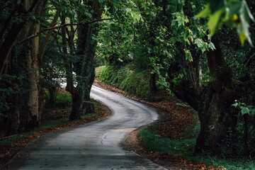 Naklejka premium Winding Country Asphalt Road Through Lush Green Forest with Tree Canopy and Fallen Leaves