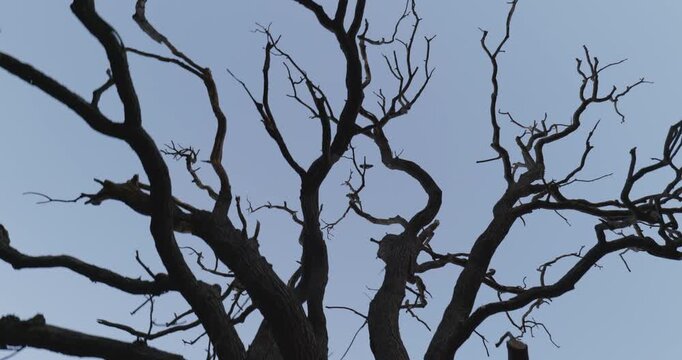 Dry Tree Branches Reaching Toward the Sky on a Gloomy Day