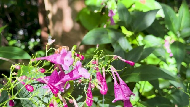 Bee Pollinating Strobilanthes cusia Flowers in Sunlit Garden