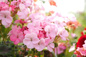 植物　ピンクの花
