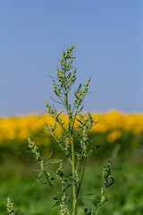 Obraz premium Chenopodium album, edible plant, common names include lamb's quarters, melde, goosefoot, white goosefoot, wild spinach, bathua and fat-hen