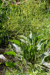 Phreatophyte. American water plantain Alisma plantago-aquatica in swampy-forest river water. Northeast Europe grow on river bank washed away by current, spring water erosion