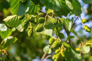 Green and brown alder cones, alder catkins and green leaves