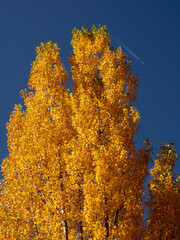 autumn trees in autumn