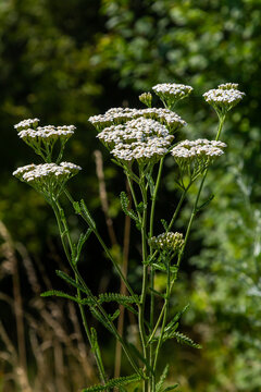 common yarrow achillea millefolium with fly Tachina fera