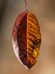 autumn leaf on a black background