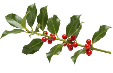 Obraz premium Holly Branch with Red Berries and Green Leaves on a transparent background, PNG image, PNG file
