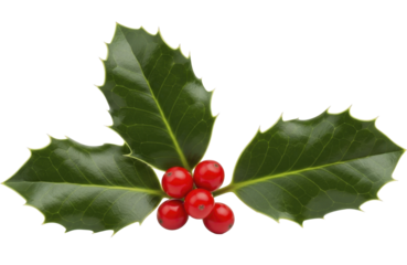 Vibrant Green Holly Leaves with Glossy Red Berries for Festive Winter Celebration Decoration on a Transparent Background PNG file