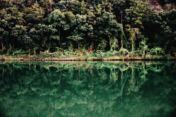 고요한 금강 반영된 숲
