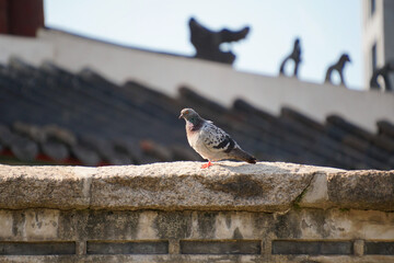 성곽 위 비둘기 2