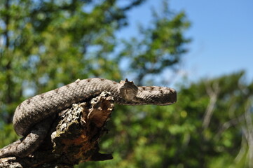 Vipera ammodytes in Dinaric mountains