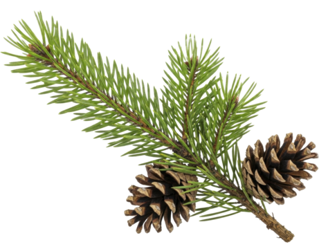 Green pine branch with two natural brown pinecones, evergreen needles and tree cones, transparent background, PNG file, winter forest flora element