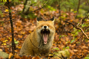 Red fox showing of its mouth