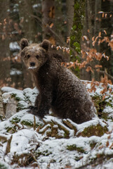 brown bear cub, Slovenian forests © Lan