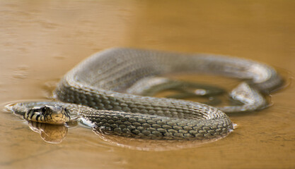 Grass snake in the water, Slovenia
