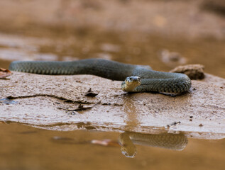 Grass snake entering the small creek, Slovenia