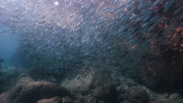 A massive school of sardines glistening under the sunlight, moving together in perfect harmony like waves beneath the ocean surface, cinematic slow motion high resolution