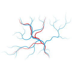 Abstract Representation Of Networked Arteries And Veins In Red And Blue On Transparent Background Medical Concept