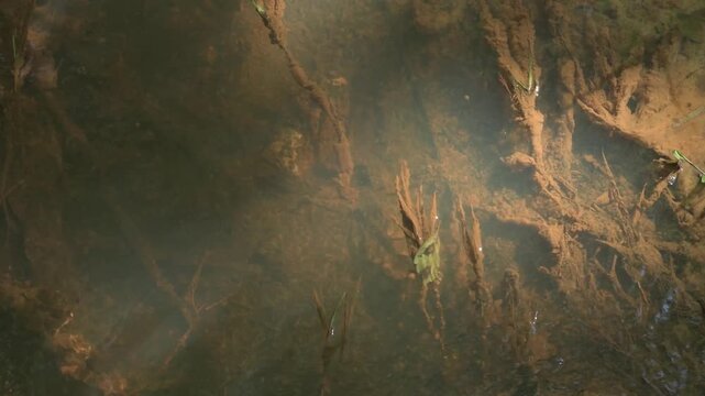 Water with a lot of iron. Forest stream in iron soil. Underwater plants covered with a reddish coating.