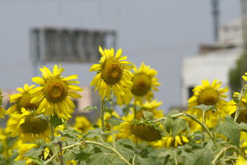 Closeup of a sunflower growing in a field of sunflowers during a nice sunny summer day, Sunflower natural background. flower blooming, Beautiful field of blooming sunflowers, Chakwal, Punjab, Pakistan