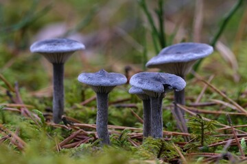 Little gray mushrooms Cantharellula umbonata (grayling, humpback) growing in moss in coniferous forests. It is edible, and best when young.