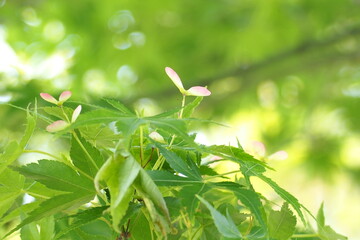 植物　木々　風景