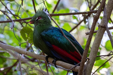 African Birds