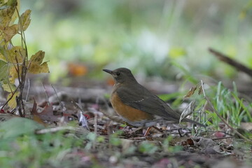地面に降りたアカハラ