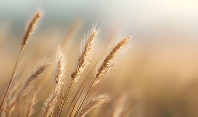 Obraz premium dreamlike abstract wheat field glowing in golden light, soft haze and motion blur, wind moving gently through the grains, nostalgic warmth, cinematic depth, emotional serenity, pastel gold tones