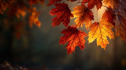 Warm autumn maple leaves with glowing sunlight in corner and soft gradient background filling the frame. Cozy fall tone ideal for seasonal nature, design, and background concepts.