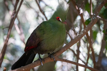 African Birds