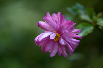 Obraz premium キブネギク