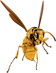 Vector Illustration of Yellow Wasp Insect with Wings